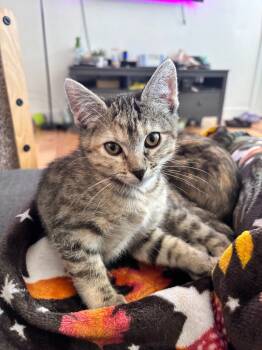Rescue Domestic Short Hair Cats for Adoption in Millcreek, Utah - Willow | PetCurious