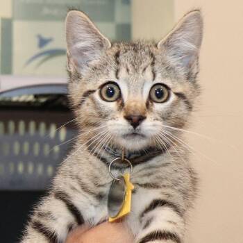 Trout -  Domestic Short Hair Cat for Adoption in Port Washington, New York - Trout | PetCurious