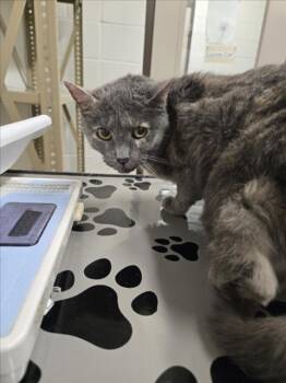YUKI -  Domestic Short Hair Cat for Adoption in Derwood, Maryland - YUKI | PetCurious