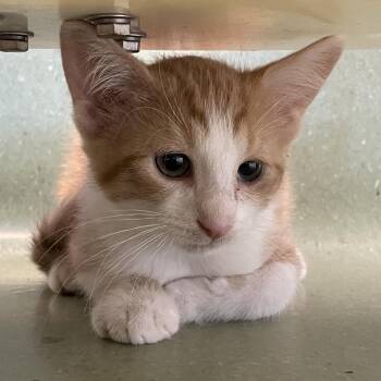 Antioch -  Domestic Short Hair Cat for Adoption in Norman, Oklahoma - Antioch | PetCurious
