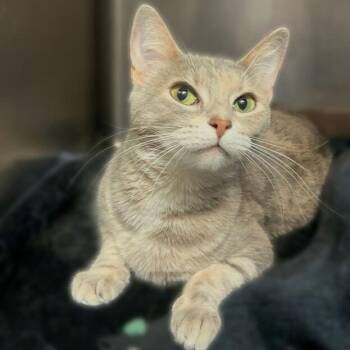 Domestic Short Hair Cats Available for Adoption in Davenport, Iowa - Ivy | PetCurious
