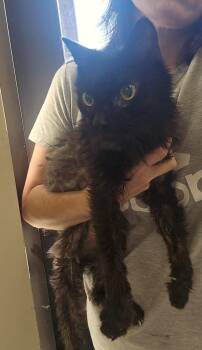 Boo -  Domestic Long Hair Cat for Adoption in Dickson, Tennessee - Boo | PetCurious