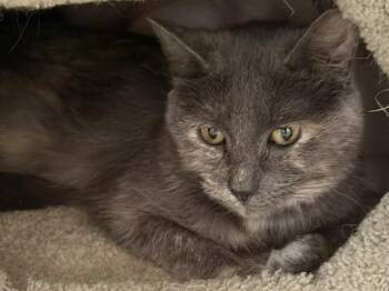 Domestic Short Hair Cats Available for Adoption in Allegan, Michigan - Little Louisa (Louisa) | PetCurious
