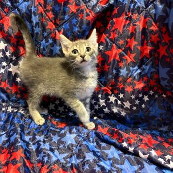 Nebula -  Domestic Short Hair Cat for Adoption in Fredericksburg, Virginia - Nebula | PetCurious