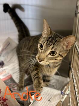 Domestic Short Hair Cats Available for Adoption in Nacogdoches, Texas - Andre | PetCurious