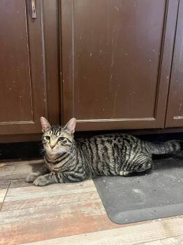 Tabby and Domestic Short Hair Cats Available for Adoption - Dash | PetCurious