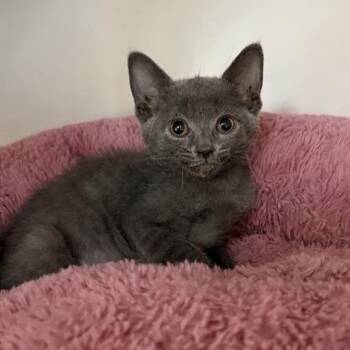 Kebab -  Domestic Short Hair Cat for Adoption in Phoenix, Arizona - Kebab | PetCurious