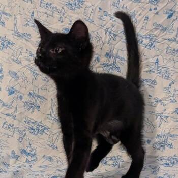 Marceline -  Domestic Short Hair Cat for Adoption in Lutz, Florida - Marceline | PetCurious