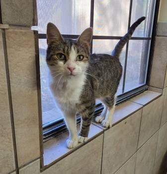 Rescue Domestic Short Hair Cats for Adoption in Rossville, Tennessee - Cricket | PetCurious