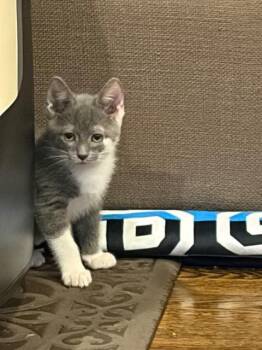 Chicken Wing -  Domestic Short Hair Cat for Adoption in Cincinnati, Ohio - Chicken Wing | PetCurious