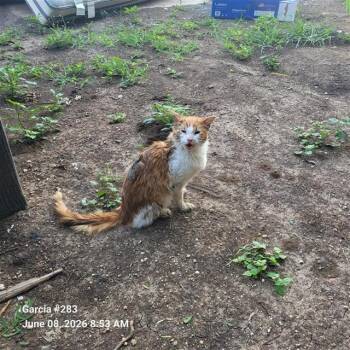 STEVEN -  Domestic Medium Hair Cat for Adoption in San Antonio, Texas - STEVEN | PetCurious