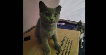 Sage -  Domestic Short Hair Cat for Adoption in Salisbury, North Carolina - Sage | PetCurious