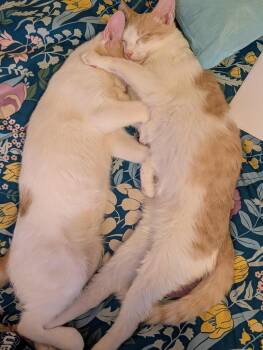 Prince -  Domestic Short Hair Cat Available for Adoption in Rome, Georgia - Prince | PetCurious