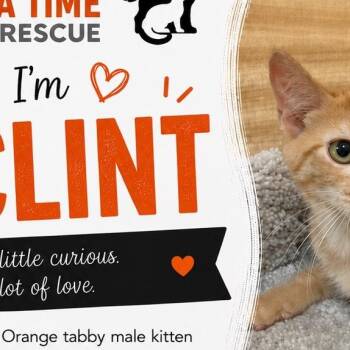 Clint -  Tabby Cat for Adoption in Atlanta, Georgia - Clint | PetCurious