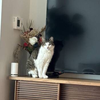 Len -  Domestic Short Hair Cat for Adoption in New York, New York - Len | PetCurious