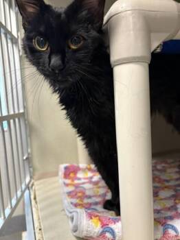 Nani -  Domestic Short Hair Cat for Adoption in Fort Collins, Colorado - Nani | PetCurious