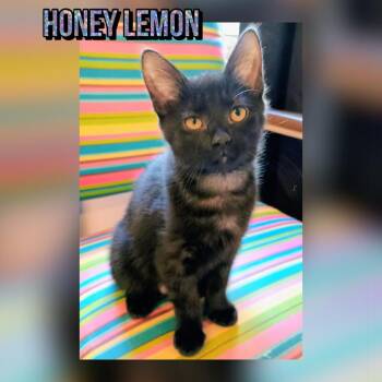 Honey Lemon -  Domestic Short Hair Cat for Adoption in Kenai, Alaska - Honey Lemon | PetCurious