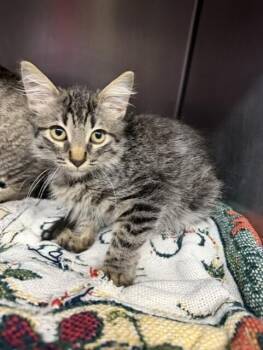 Sparkler -  Domestic Short Hair Cat for Adoption in Stockton, California - Sparkler | PetCurious