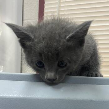Domestic Short Hair Cats Available for Adoption in Ardmore, Oklahoma - Witty | PetCurious