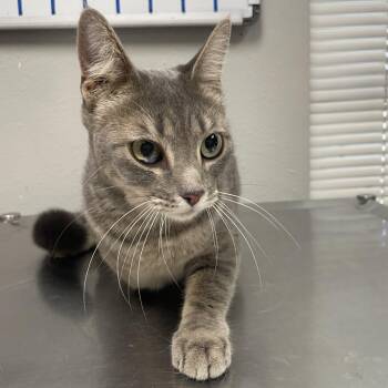 Silver -  Domestic Short Hair Cat for Adoption in Laredo, Texas - Silver | PetCurious