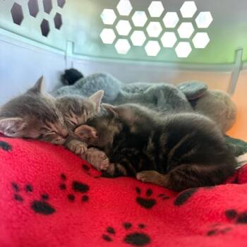 Juniper -  Domestic Short Hair Cat for Adoption in Abilene, Texas - Juniper | PetCurious