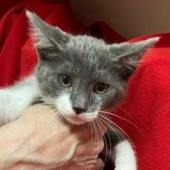 Novi -  Domestic Short Hair Cat for Adoption in Green Valley, Arizona - Novi | PetCurious