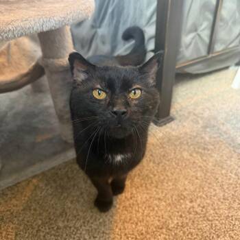 Domestic Short Hair Cats Available for Adoption in Gibsonia, Pennsylvania - Toberton | PetCurious