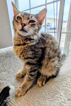 Vinnie -  Domestic Medium Hair Cat for Adoption in Eureka, California - Vinnie | PetCurious