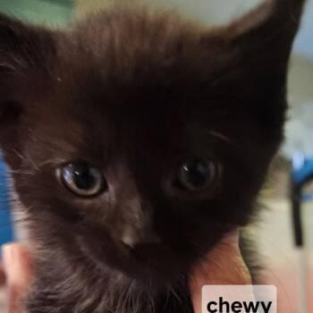 Domestic Medium Hair Cats Available for Adoption in Arizona City, Arizona - F-Chewy | PetCurious