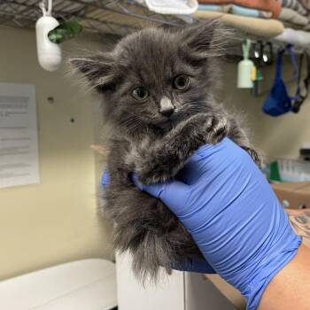 Grape -  Domestic Medium Hair Cat for Adoption in Pasadena, California - Grape | PetCurious