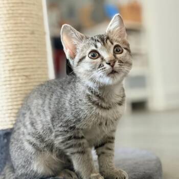 Willow -  Domestic Short Hair Cat for Adoption in Lewisville, Texas - Willow | PetCurious