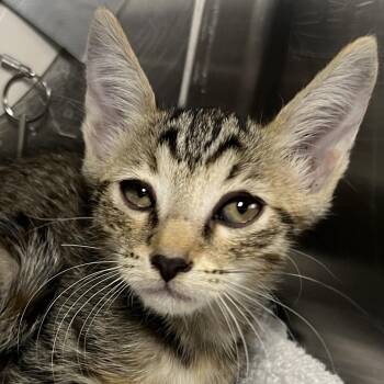 Joan Jett -  Domestic Short Hair Cat for Adoption in Palm Springs, California - Joan Jett | PetCurious