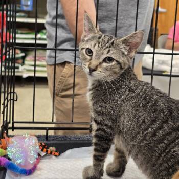 Jasmine -  Domestic Short Hair Cat for Adoption in East Lansing, Michigan - Jasmine | PetCurious