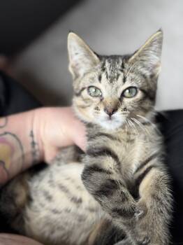 Rescue Domestic Short Hair Cats for Adoption in Little River, South Carolina - Duke | PetCurious