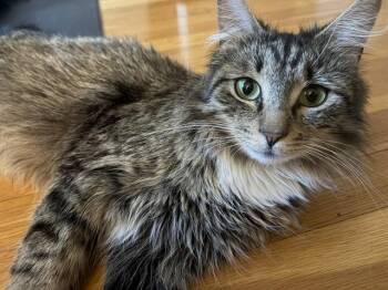 MAMA DELIGHT -  Domestic Long Hair Cat for Adoption in Boston, Massachusetts - MAMA DELIGHT | PetCurious