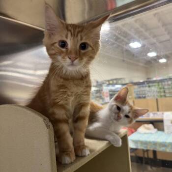 Eddie -  Domestic Short Hair Cat for Adoption in Hanover Park, Illinois - Eddie | PetCurious
