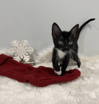 Rescue Domestic Short Hair Cats for Adoption in Chicago, Illinois - Kiki | PetCurious