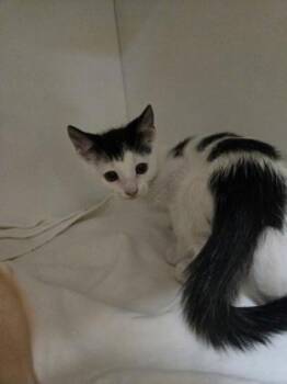 Count -  Domestic Short Hair Cat Available for Adoption in Savannah, Georgia - Count | PetCurious