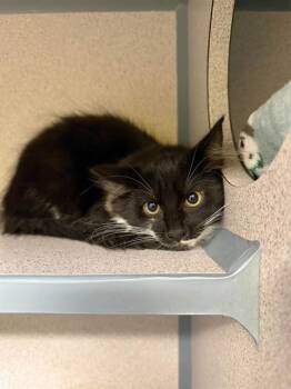 ADDISON -  Domestic Medium Hair Cat for Adoption in Aliquippa, Pennsylvania - ADDISON | PetCurious