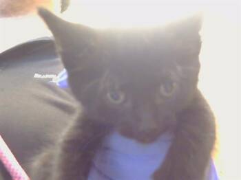 RUBEN -  Domestic Short Hair Cat for Adoption in Sacramento, California - RUBEN | PetCurious