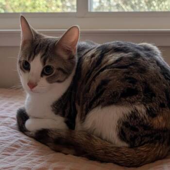 Pumpkin Spice -  Domestic Short Hair Cat for Adoption in Norwalk, Connecticut - Pumpkin Spice | PetCurious