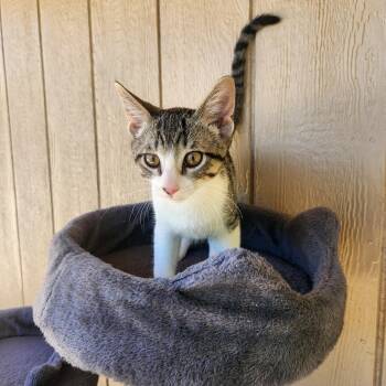 Edie -  Domestic Short Hair Cat for Adoption in Yarnell, Arizona - Edie | PetCurious