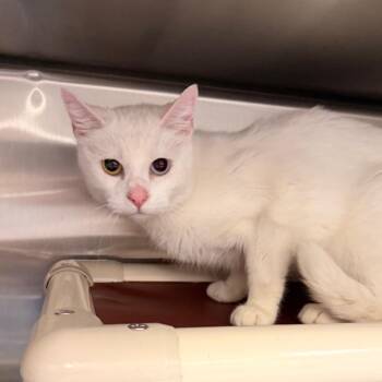 Sai -  Domestic Short Hair Cat for Adoption in Indianapolis, Indiana - Sai | PetCurious