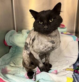 Domestic Medium Hair Cats Available for Adoption in Aurora, Illinois - OTTER | PetCurious