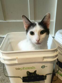 Domestic Short Hair and Turkish Van Cats Available for Adoption in Monrovia, California - Chatty | PetCurious