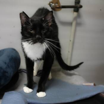 Tuxy(senior) -  Tuxedo Cat for Adoption in Billings, Montana - Tuxy(senior) | PetCurious