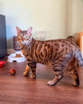 Rescue Bengal Cats for Adoption in Frisco, Texas - Kido | PetCurious