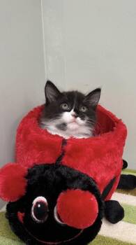 Domestic Long Hair and Domestic Short Hair Cats Available for Adoption in Picayune, Mississippi - Gecko | PetCurious