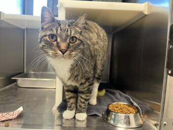 TIGER -  Domestic Short Hair Cat for Adoption in Colorado Springs, Colorado - TIGER | PetCurious