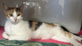 Domestic Short Hair Cats Available for Adoption in Santa Cruz, California - SHIRLEY* | PetCurious